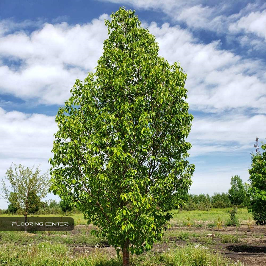 لمینت چوب گلابی