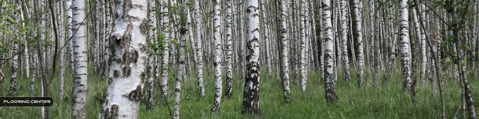 لمینت چوب توس